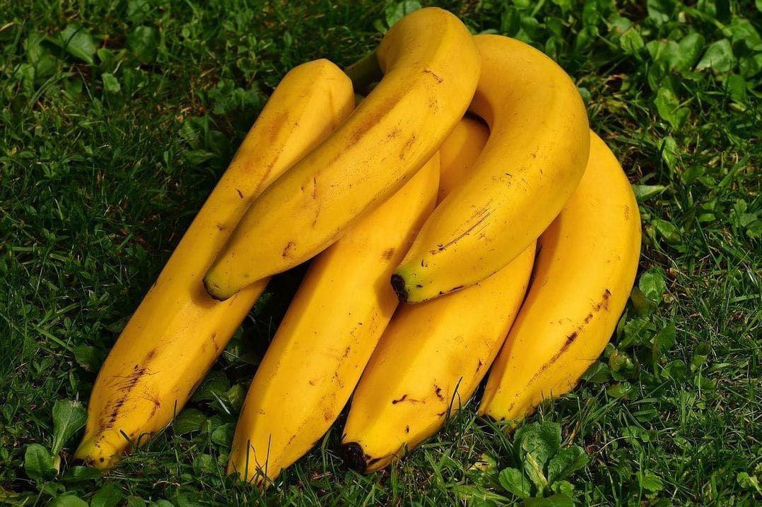 VerdeRaíz 8